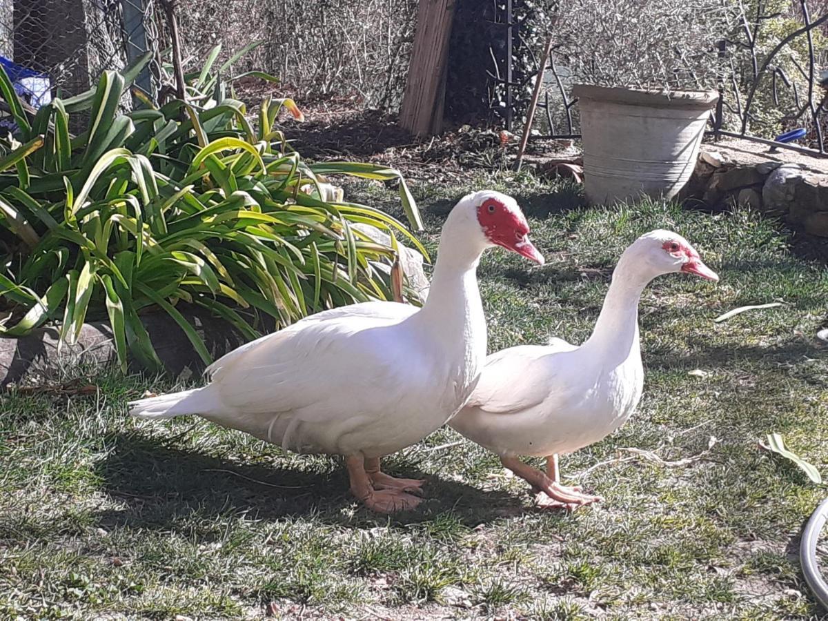 Gite Du Prinas Greolieres Exterior photo